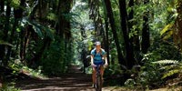 Mountain Biking Redwoods Forest